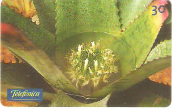 SP-0282 - Bromélia-Neoregelia